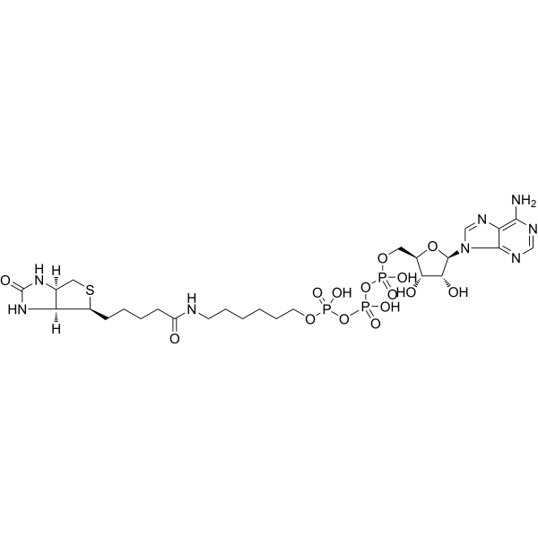 γ-(6-Aminohexyl)-ATP-biotin 1705572-09-3